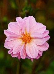 Beautiful close-up of a decorative dahlia