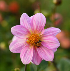 Fototapeta premium Beautiful close-up of a dahlia and a bumblebee