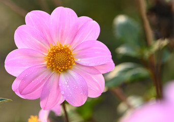 Fototapeta premium Beautiful close-up of a decorative dahlia flower