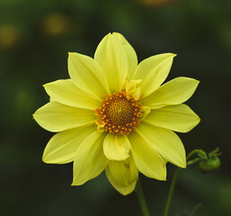 Beautiful close-up of a dahlia flower