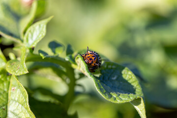 Colorado beetles, growing potatoes as a food product