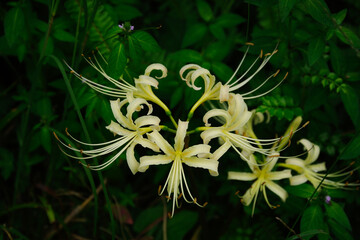 白い彼岸花が咲いている