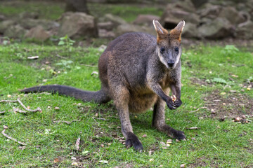 Wallaby the small kangaroo eating and sitting