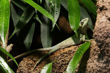 Long-legged basilisk green lizard sitting on the tree stick