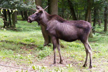 Naklejka na ściany i meble European Elk (Moose) in nature in Northern Europe