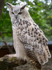 Eurasian Eagle Owl from Siberia Russia