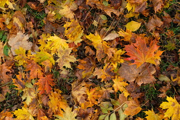 Naklejka na ściany i meble Autumn leaves in the forest maple leaves