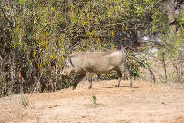 A warthog in the wild, Zambia