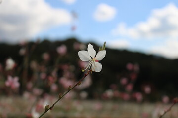 들에 홀로 핀 흰꽃 A white flower blooming alone in the field