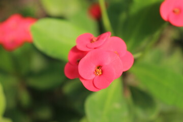 넓은 들판에 이쁘게 피어 있는 아름다운 꽃 Beautiful flowers blooming in a wide field