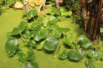 자연의 색을 가지고 있는 부레옥잠 Water hyacinth with natural colors