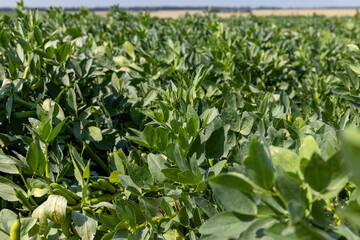Green beans in sunny windy weather