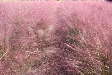 들판에 핀 핑크 뮬리 Pink Muhly in the Field