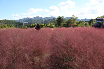 들판에 핀 핑크 뮬리 Pink Muhly in the Field