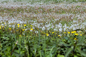 Fototapeta premium A field with a large number of dandelions in the summer