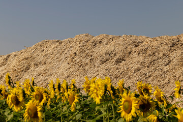 A huge pile of sawdust at a woodworking company