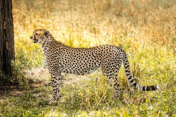 Cheetah standing and observing in the grasslands of the Serengeti, Tanzania