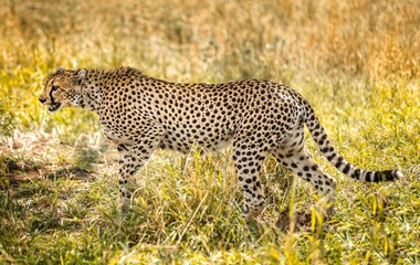Cheetah on the perch in the grasslands of the Serengeti, Tanzania