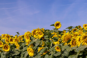 Sunflower field with flowers and bees