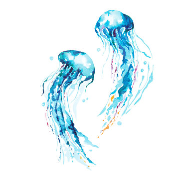 Hand drawn illustration jellyfish watercolor isolated on white background.Devilfish with tentacles swimming and living in the deep sea.In the form of fantasy.Clipping paths.