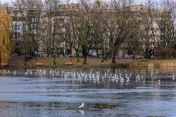 Pond in Szczesliwicki Park in Warsaw city in Poland