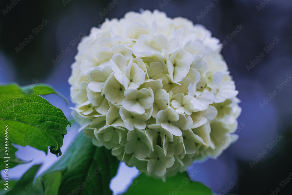 Canvas Prints details of viburnum plant in the garden in poland