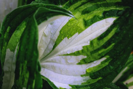 Close Up On Leaf Of Hosta Var Undulata In Poland