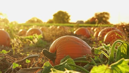 Pumpkin harvest and Thanksgiving Day season. Farm decorated with pumpkins and gourds for agritourism or agrotourism. Holiday Autumn festival scene and celebration of fall at golden hour.