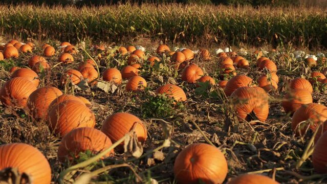 Farm field with colourful scattered pumpkins. Bright patch of farm orange pumpkins at golden hour. Pick you own pumpkins sale. Pumpkin harvest, Thanksgiving Day and Halloween season.