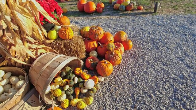 Pumpkin harvest and Thanksgiving Day season. Baskets decorated with pumpkins and gourds for agritourism or agrotourism. Holiday Autumn festival scene and celebration of fall at golden hour.