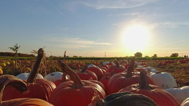 Golden hour evening at pumpkin farm. Decorated field with pumpkins at October, during seasonal holidays Thanksgiving day and Family day. Autumn visit and sale fair for Halloween. Pick you own pumpkins