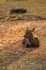 奈良公園の鹿（奈良県）
