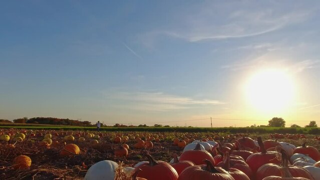 Farm field with colourful scattered pumpkins. Bright patch of farm orange pumpkins at golden hour. Pick you own pumpkins sale. Pumpkin harvest, Thanksgiving Day and Halloween season.