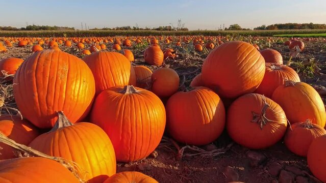 Pumpkin harvest and Thanksgiving Day season. Golden hour at farm with pumpkins for agritourism or agrotourism. Holiday Autumn festival scene and celebration of fall. Pick you own pumpkins sale.