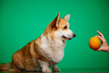 Hungry cute dog corgi is waiting for vitamin food from the owner. Corgi dogs love citrus fruits. Healthy lifestyle, detoxification concept. Copy space.
