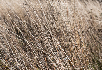 Background from dry field grass. Autumn wallpaper in brown tones. Selective focus.