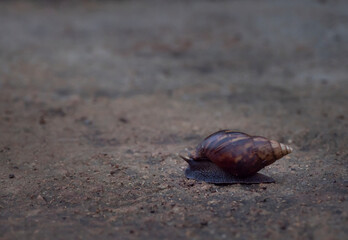 A brown snail in shell crawling on soil road, wet day in garden. Selective focus