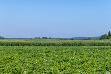 Green corn in a field in the sunny summer season