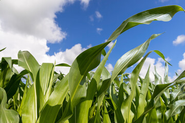 Green corn in a field in the sunny summer season