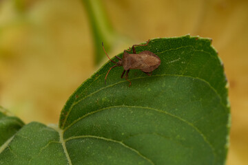 Lederwanzen (Coreus marginatus)