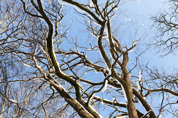Deciduous trees in the snow in winter