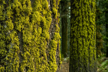 Thick Moss Covers The Trunk of Pines In Yosemite