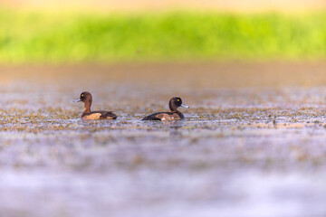 Tufted duck or tufted pochard (Aythya fuligula) at Purbosthali, West Bengal, India
