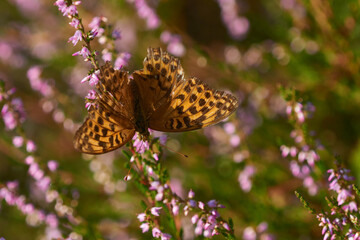 Argynnis paphia f. valesina - Kaisermantel, Weibchen	
