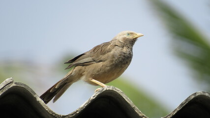 Sparrow Bird