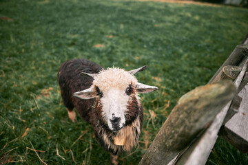 Portrait of a sheep with a bell on the neck. Sheep on a beautiful landscape background. Mountain landscape after the rain.