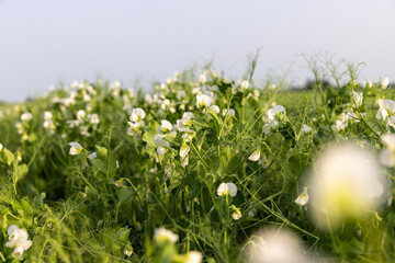 An agricultural field where green peas grow during flowering