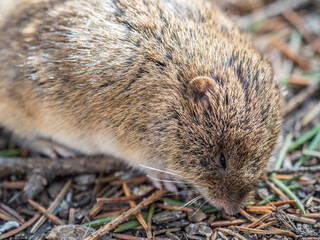 A closeup of a Common vole, Microtus arvalis, on the ground with a blurry background