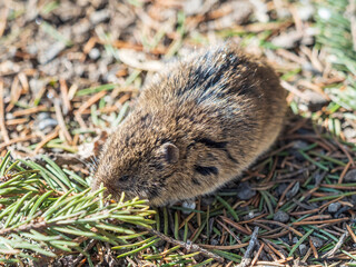 A closeup of a Common vole, Microtus arvalis, on the ground with a blurry background
