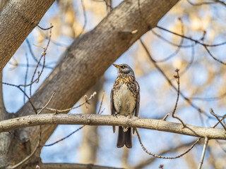 Fieldbird sits on a branch in spring with a blurred background.